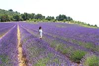 Cánh đồng hoa Lavender rộng hàng hecta tại Đà Lạt 