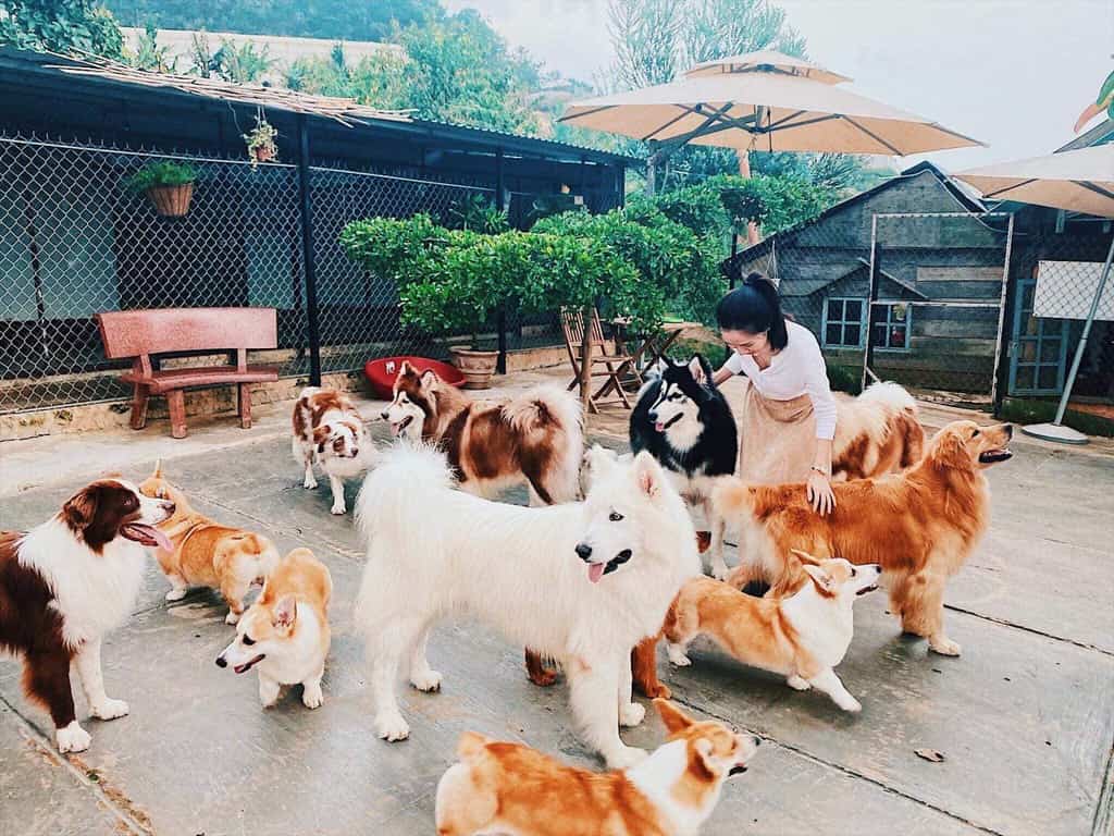 Top 7 Quán cà phê có chó mèo được yêu thích nhất Đà Lạt